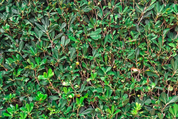 Hintergrund Einem Garten Aus Grünen Blättern Sommer — Stockfoto