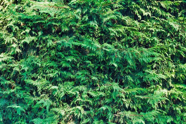 Zelené Pozadí Větví Thuja Jasném Slunci — Stock fotografie