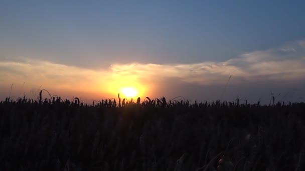 サンセットには麦畑撮影のタイムラプスがある — ストック動画