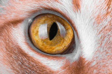 Kedi gözünün makro fotoğrafları, kırmızı kedi.