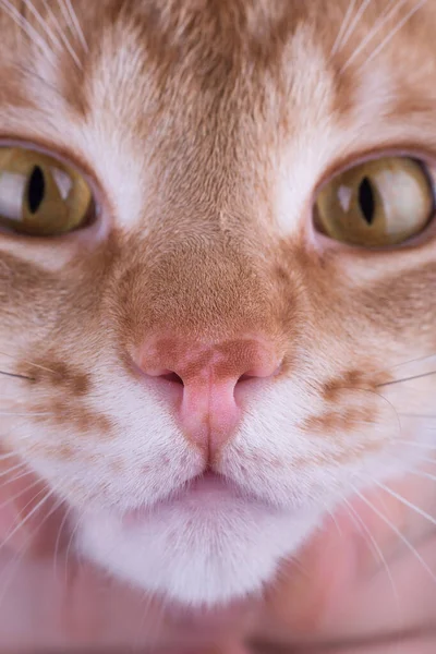 Macro Foto Una Nariz Gato Rojo — Foto de Stock