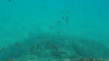 Denizin yüzeyindeki balıklar bir somun üzerinde uçar.