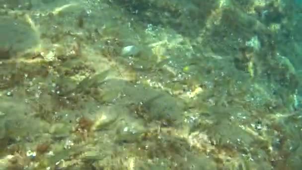 Ψάρια Συρρέουν Στην Επιφάνεια Της Θάλασσας Πετούν Πάνω Ένα Καρβέλι — Αρχείο Βίντεο