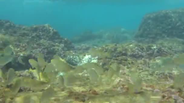 Gregge Pesci Sulla Superficie Del Mare Vola Una Pagnotta — Video Stock