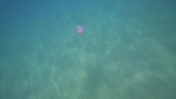 Różowa Meduza Pod Wodą — Wideo stockowe