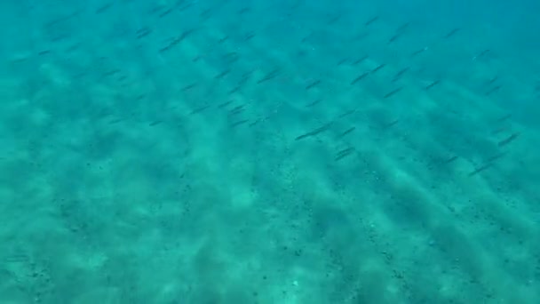 Denizin Yüzeyindeki Balıklar Bir Somun Üzerinde Uçar — Stok video