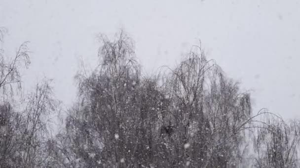 院子里的雪在树木的衬托下缓缓落下 — 图库视频影像