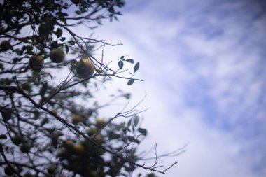 Portakallar sabah ağaçta toplanmayı bekliyor..