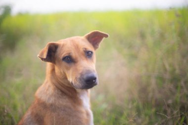 Köpek kameraya bakıyor ve çayırda merak ediyor..