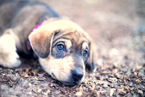 Cucciolo Marrone Giaceva Terra Supplicando Gli Occhi — Foto Stock