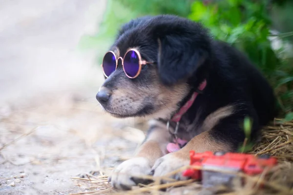 Black Puppy Glasses Lying Ground Early Morning — Stock Photo, Image