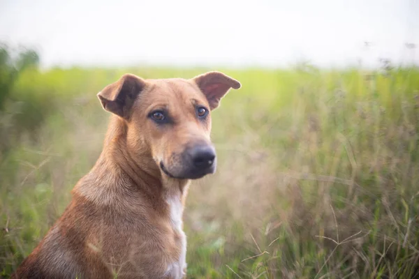 Dog Looking Camera Wondering Meadow — Stock Photo, Image