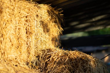 Çiftçi tarlalarında çiftçilik yapmak için toplanan saman balyaları