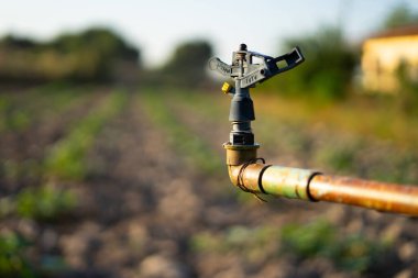 Sabah çiftçinin tarlasını sulayan bir fıskiye ve çiğ damlaları