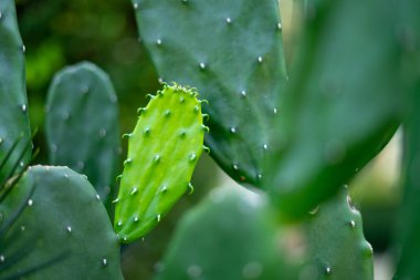 Kurak çölde büyüyen kaktüs.