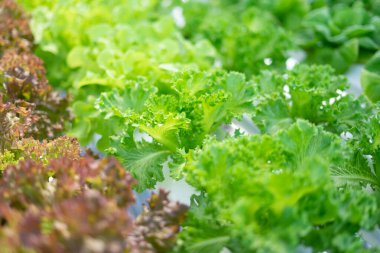 Organik marul, topraksız yetişiyor..