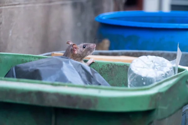 Råttorna Äter Soporna Storstaden — Stockfoto