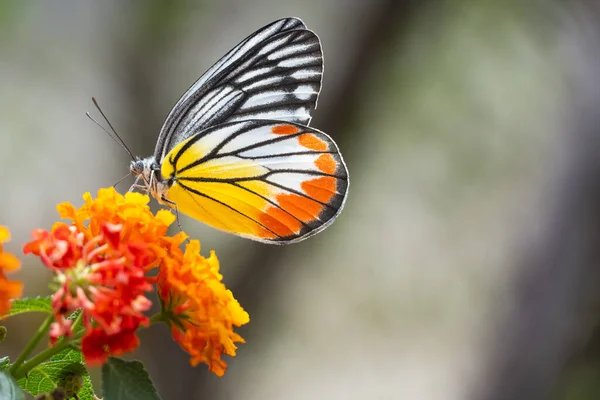 Beautiful Butterfly Sucking Nectar Flowers Morning — Stock Photo, Image