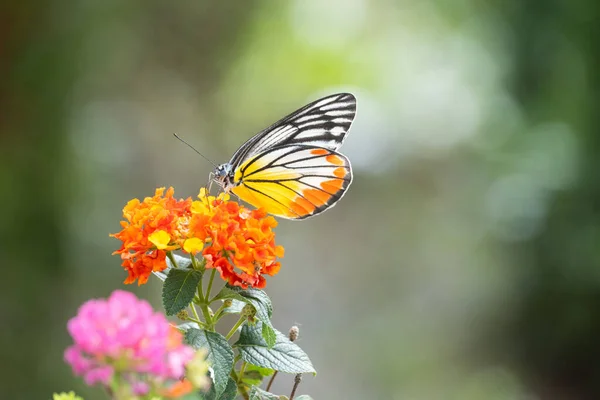 Прекрасная Бабочка Сосёт Нектар Цветов Утром — стоковое фото