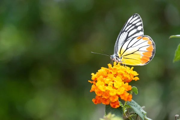 Прекрасная Бабочка Сосёт Нектар Цветов Утром — стоковое фото
