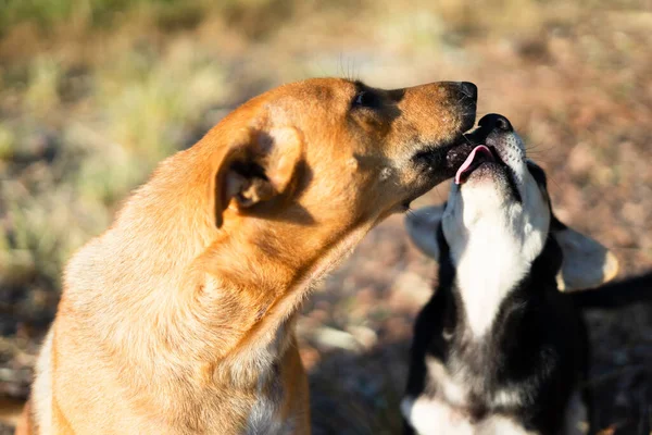 Due Cani Stanno Prendendo Cura Uno Dell Altro Mattino — Foto Stock