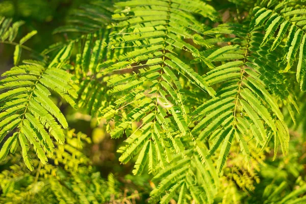 Campo Agricultores Cultivando Plantas Sol Mañana — Foto de Stock