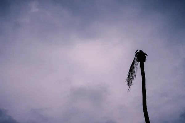 Pássaro Empoleirado Árvore Não Morreu Céu Escuro — Fotografia de Stock