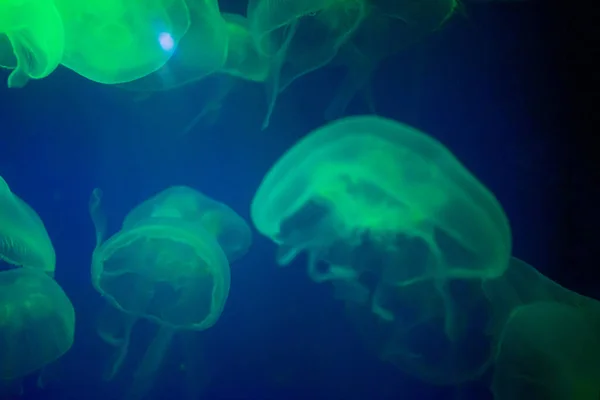 Muchas Medusas Nadando Agua Luces Coloridas —  Fotos de Stock