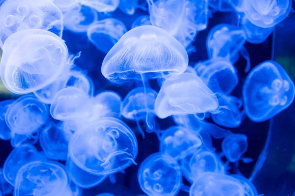 Muitas Medusas Nadando Água Luzes Coloridas — Fotografia de Stock