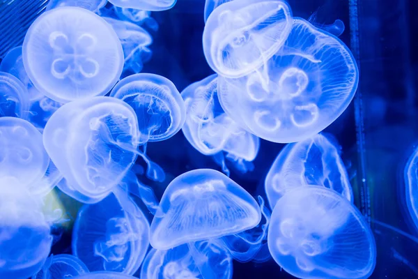 Muitas Medusas Nadando Água Luzes Coloridas — Fotografia de Stock