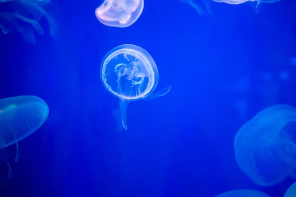 Muitas Medusas Nadando Água Luzes Coloridas — Fotografia de Stock