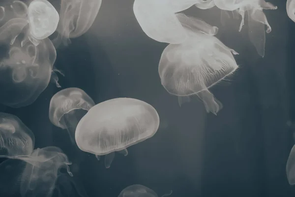 Muitas Medusas Nadando Água Luzes Coloridas — Fotografia de Stock