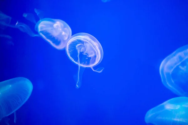 Muitas Medusas Nadando Água Luzes Coloridas — Fotografia de Stock