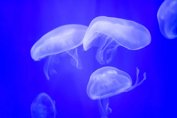 Muchas Medusas Nadando Agua Luces Coloridas —  Fotos de Stock