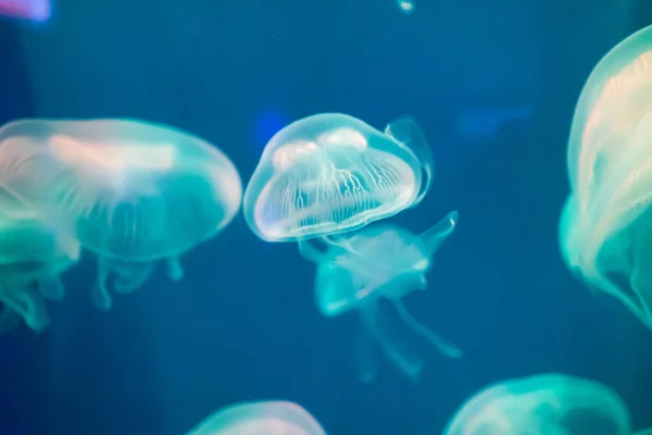 Muitas Medusas Nadando Água Luzes Coloridas — Fotografia de Stock