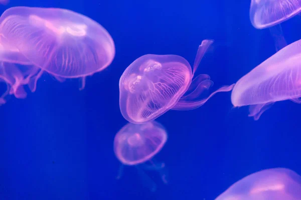 Muitas Medusas Nadando Água Luzes Coloridas — Fotografia de Stock