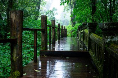 Yağmur suyuyla doğal olarak yemyeşil olan büyük bir orman.