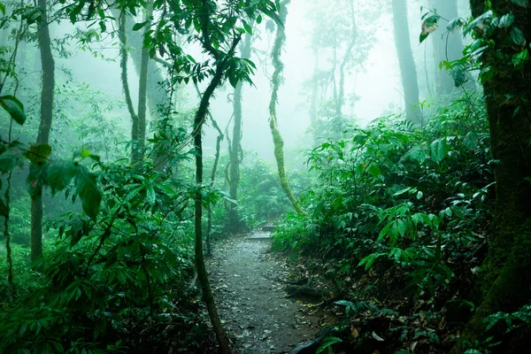 Large Forest Naturally Lush Rain Water Falling — Stok fotoğraf