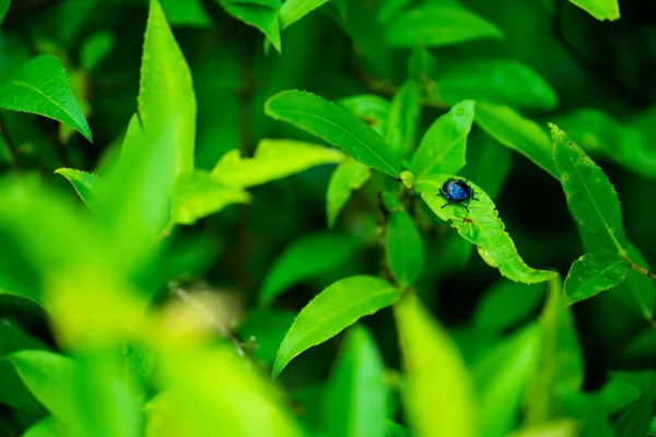 Ein Großer Wald Der Von Natur Aus Üppig Ist Mit — Stockfoto