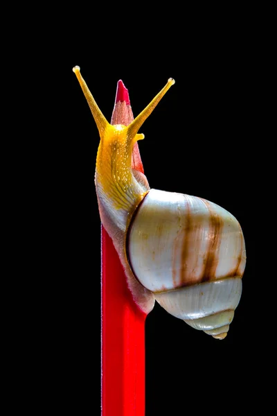 Gros Plan Escargot Sur Crayon Couleur — Photo