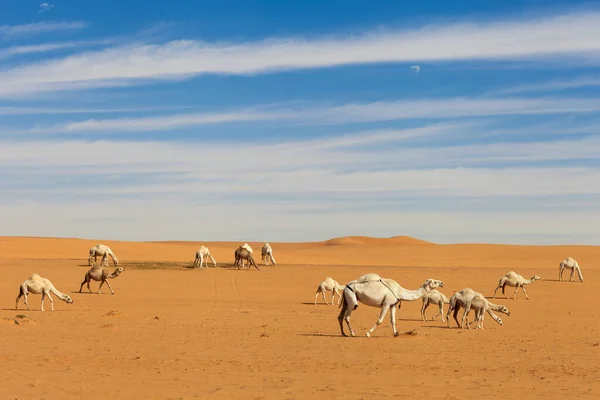 Caravana Camelos Deserto Arábia Saudita — Fotografia de Stock