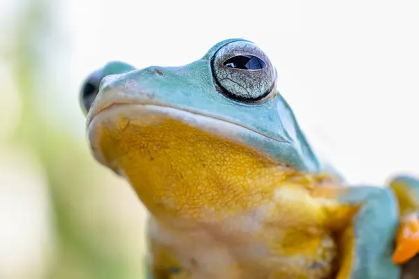 Extreme Close Van Wallace Vliegende Kikker — Stockfoto