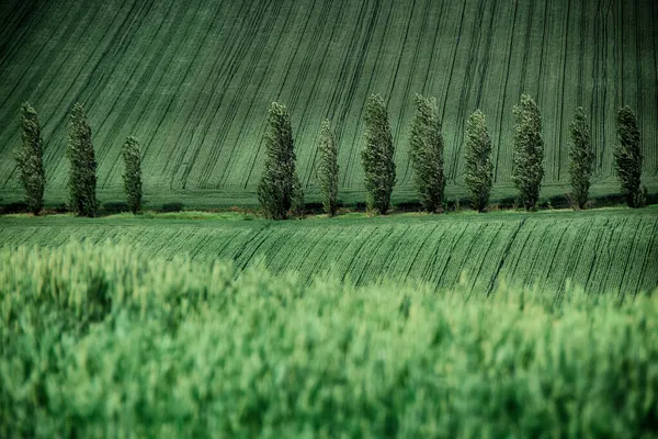 Teren Agricol Luxuriant Verde Monferrato Alessandria Piemont Italia — Fotografie, imagine de stoc