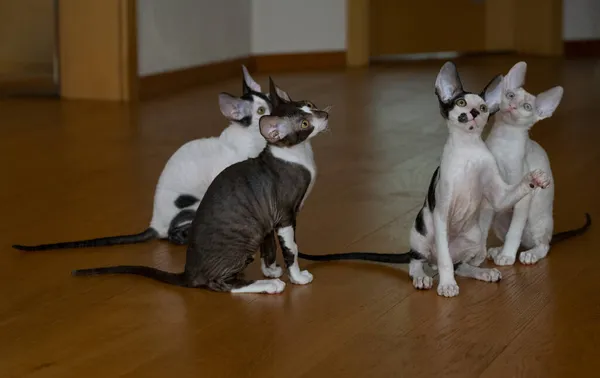 Four Cornish Rex Kittens Sitting Floor Looking — Stock Photo, Image