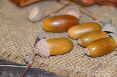 Meşe palamudu bileşimi. Meşe meyveleri. Yakın plan. Güzel sonbahar arka planları