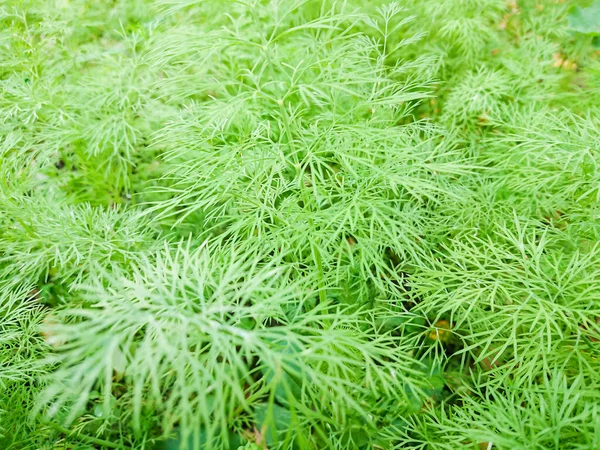 绿色的丁香叶 一种芬芳的植物 医药原料 — 图库照片