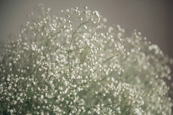 Fresh cut flowers white gypsophila background — Stock Photo, Image