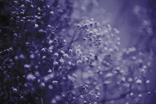 Gypsophila flowers background, color of the year toning violet Very Peri — Stock Photo, Image