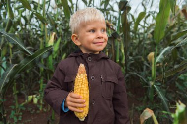 Mısır tarlasında elinde mısır koçanı tutan sevimli, mutlu bir çocuk.