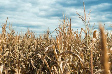 kuru mısır tarlası doğa arka planı, hasat için hazır.